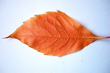 Image showing Leaf