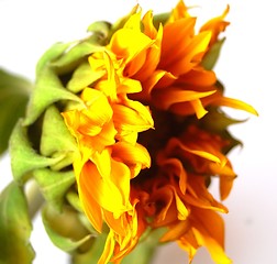 Image showing Sunflower