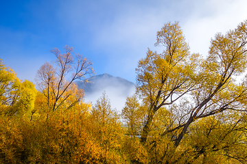 Image showing Yellow forest in New Zealand mountains
