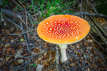 Image showing Amanita muscaria. fly agaric toadstool