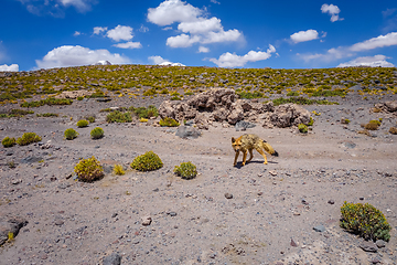 Image showing Red fox in Altiplano desert, sud Lipez reserva, Bolivia