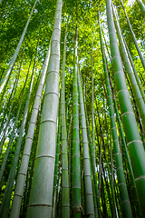 Image showing Arashiyama bamboo forest, Kyoto, Japan