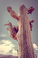 Image showing Dry giant cactus in the desert, Argentina