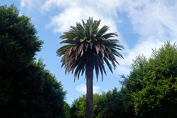 Image showing palm tree on tenerife island