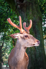 Image showing Sika deer in Nara Park forest, Japan