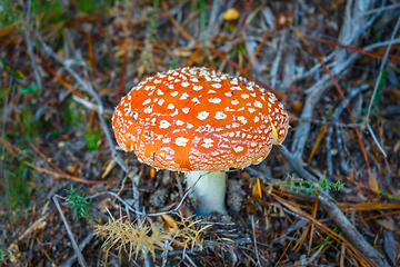 Image showing Amanita muscaria. fly agaric toadstool