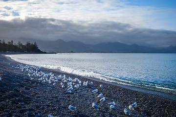 Image showing Kaikoura coast and beach, New Zealand