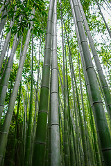 Image showing Arashiyama bamboo forest, Kyoto, Japan