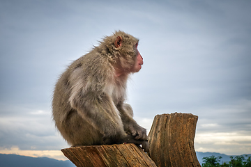 Image showing Japanese macaque on a trunk, Iwatayama monkey park, Kyoto, Japan