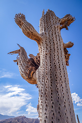 Image showing Dry giant cactus in the desert, Argentina