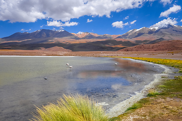 Image showing Pink flamingos in altiplano laguna, sud Lipez reserva, Bolivia