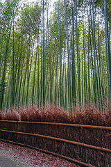Image showing Arashiyama bamboo forest, Kyoto, Japan