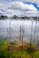 Image showing Hot springs lake in Rotorua, New Zealand