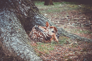 Image showing Sika fawn deer in Nara Park forest, Japan