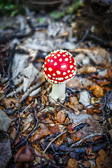 Image showing Amanita muscaria. fly agaric toadstool