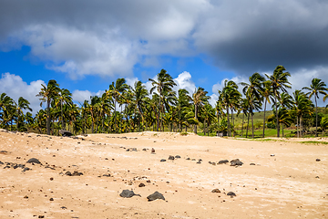 Image showing Palm trees on Anakena beach, easter island