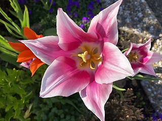 Image showing Pink Tulip
