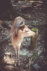 Image showing Sika fawn deer in Nara Park forest, Japan