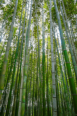 Image showing Arashiyama bamboo forest, Kyoto, Japan