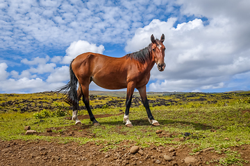 Image showing Horse in easter island field
