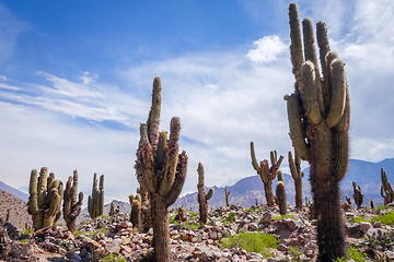 Image showing giant cactus in the desert, Argentina