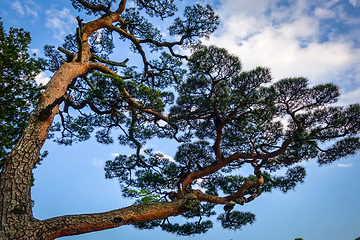 Image showing japanese black pine on a blue sky, Nikko, Japan