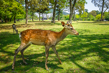 Image showing Sika deers in Nara Park, Japan