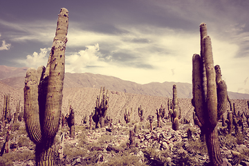 Image showing giant cactus in the desert, Argentina