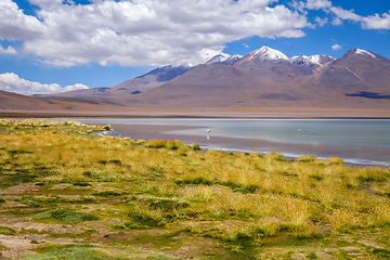 Image showing Pink flamingos in altiplano laguna, sud Lipez reserva, Bolivia