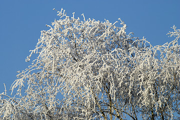 Image showing Tree with snow