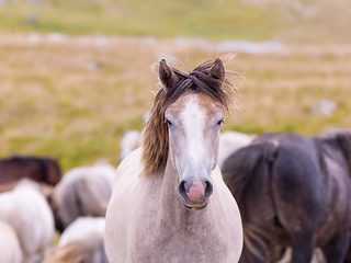 Image showing portrait of beautiful wild horses