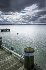 Image showing Swan on Rotorua lake, New Zealand