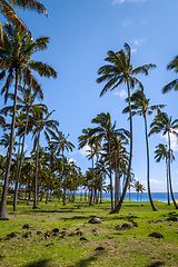 Image showing Palm trees on Anakena beach, easter island