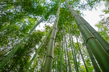 Image showing Arashiyama bamboo forest, Kyoto, Japan