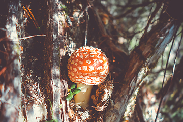 Image showing Amanita muscaria. fly agaric toadstool