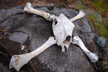 Image showing Horse skull and bones