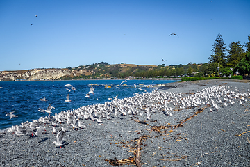 Image showing Seagulls on Kaikoura beach, New Zealand