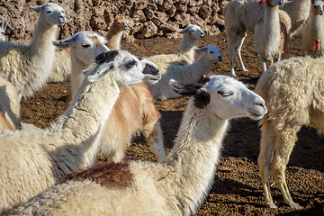 Image showing Lamas herd in Bolivia