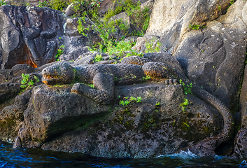 Image showing Maori rock carvings, Lizard, Taupo Lake, New Zealand