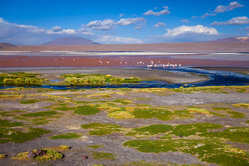 Image showing Laguna colorada in sud Lipez Altiplano reserva, Bolivia