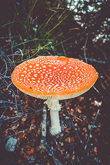 Image showing Amanita muscaria. fly agaric toadstool
