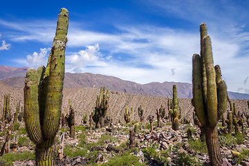 Image showing giant cactus in the desert, Argentina