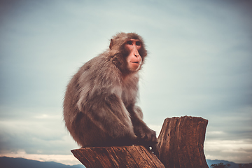 Image showing Japanese macaque on a trunk, Iwatayama monkey park, Kyoto, Japan