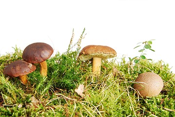 Image showing Mushrooms