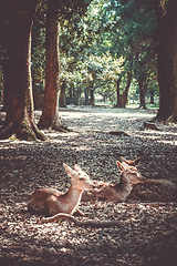 Image showing Sika deers Nara Park forest, Japan