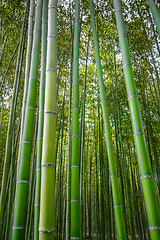 Image showing Arashiyama bamboo forest, Kyoto, Japan