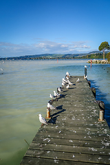 Image showing Seagulls on wooden pier, Rotorua lake , New Zealand