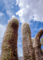 Image showing Hairy Cactus in the desert