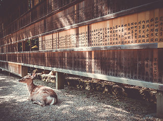 Image showing Deer in front of Wooden tablets, Nara, Japan