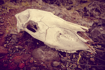 Image showing Horse skull and bones